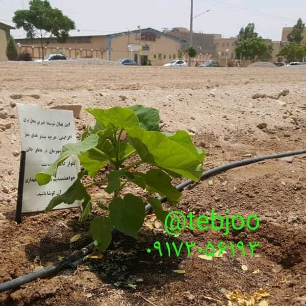 اجرای فضای سبز صنعتی فضای سبز شهری نهال پالونیا هیبرید طب جو